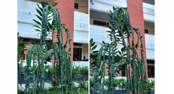 রোকেয়া বিশ্ববিদ্যালয় ক্যাম্পাসে দেখা মিলবে অতি দুর্লভ ‘ঘোড়া চাবুক’ গাছ